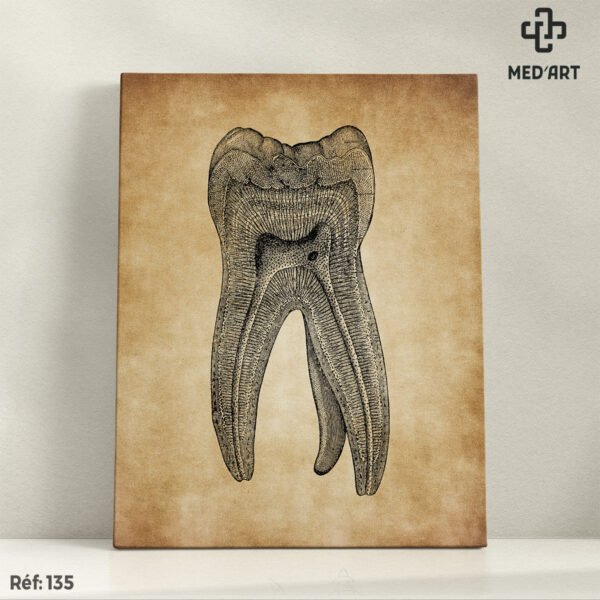 Molaire (Dent) -135
