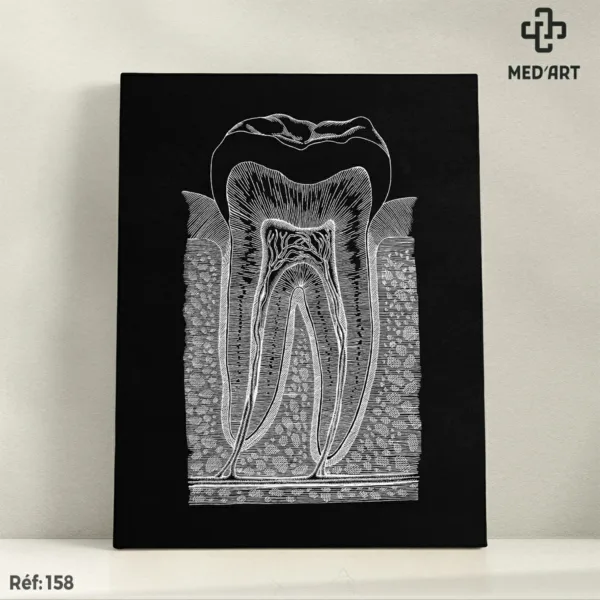 Innervation de la dent