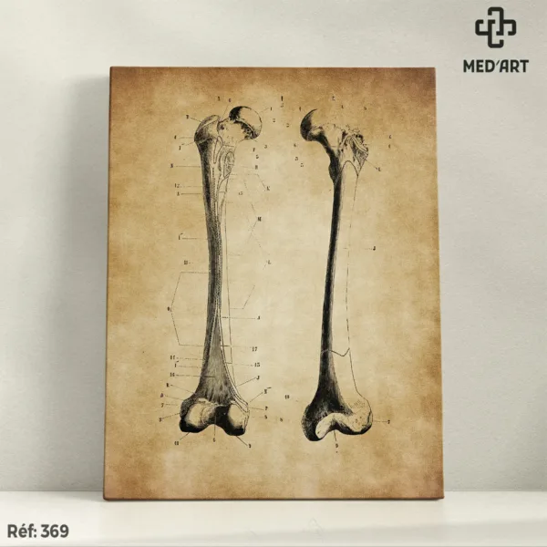 Fémur vue Ant et Post