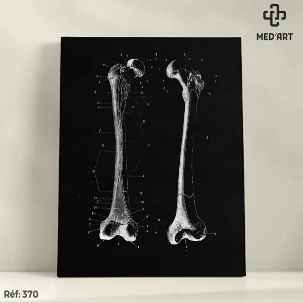 Fémur vue Ant et Post