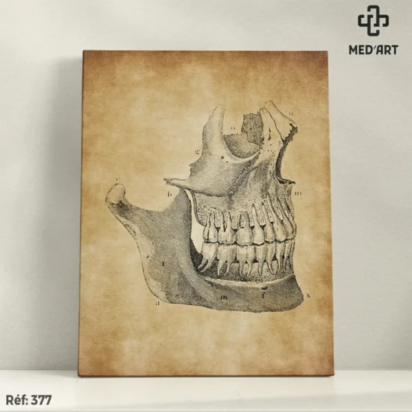 Mâchoire -377
