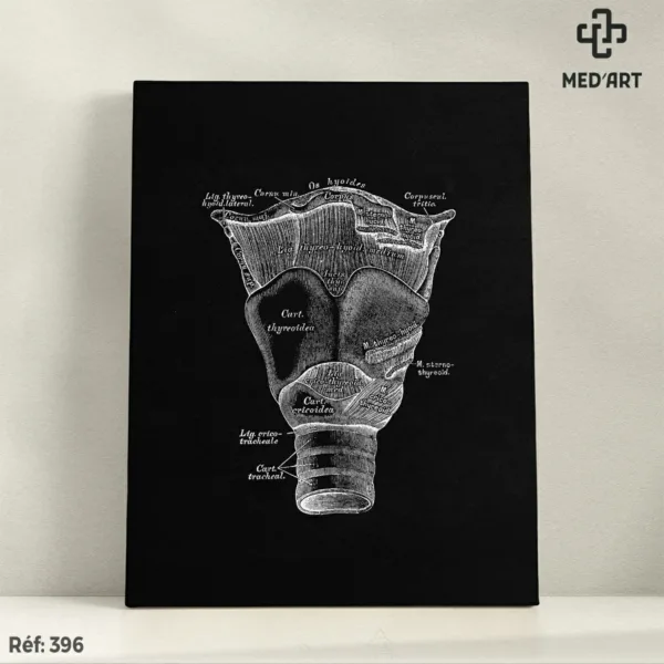 Larynx -396