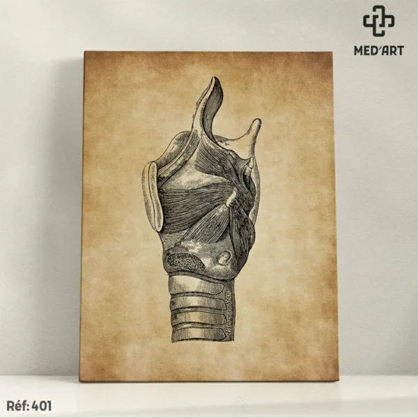 Larynx -401