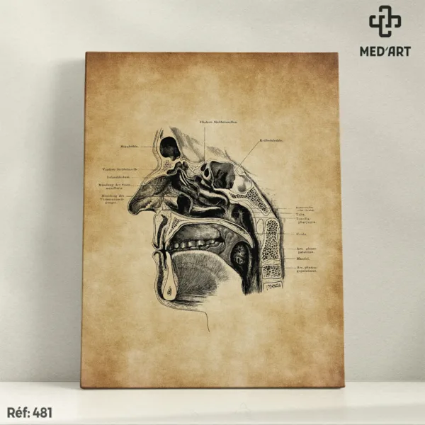 Cavité Nasale et Buccale