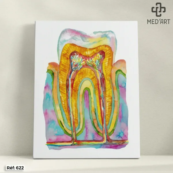 Coupe Molaire - Aquarelle