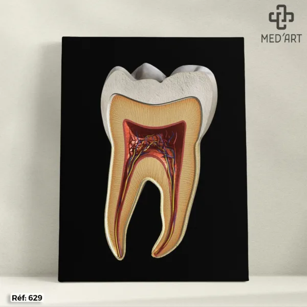 Coupe d'une Molaire (Dent)