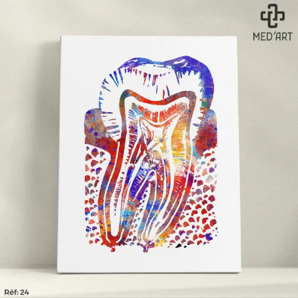 Coupe d'une Molaire (Dent) - 24